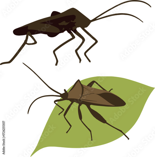 Leaf-footed bug (coreidae).eps