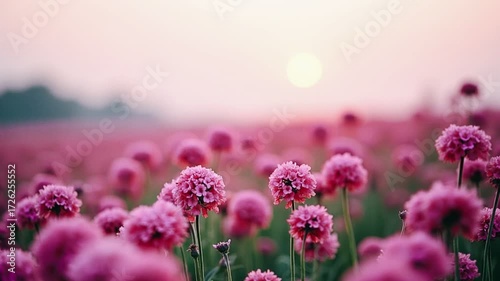 field of pink flowers, vibrant flower fields, pink blossoms in wind, serene nature landscapes, picturesque floral scenes, charming outdoor vistas, beautiful spring flowers, nature’s colorful palette, 