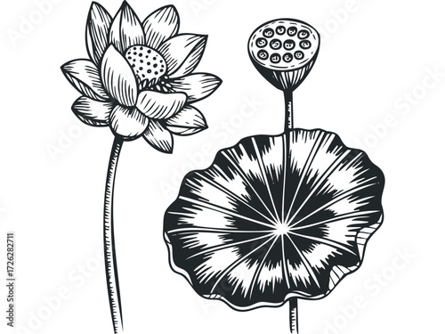 Black and white sketch of lotus flower seed pod and bloom. Vector hand drawn illustration