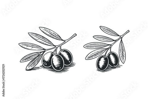 Olive branch with fruit and leaves in linocut style. Vector hand drawn illustration
