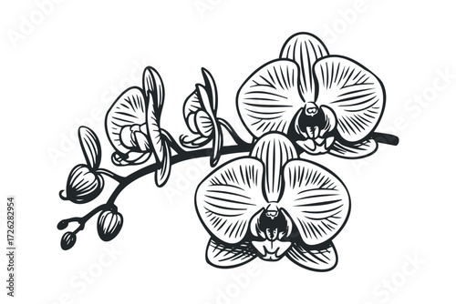 Detailed black and white orchid branch with buds. Vector hand drawn illustration