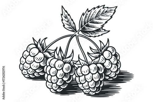 Black and White Image of Three Raspberries with Leaves. Vector hand drawn illustration