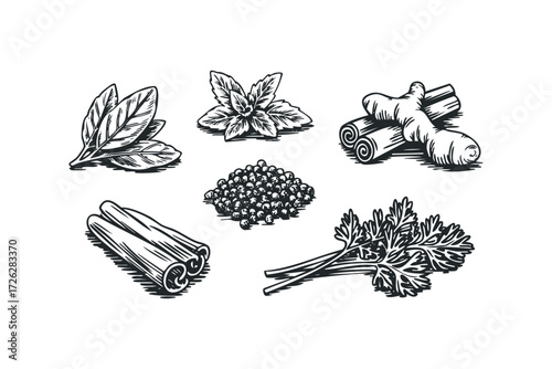 Black and white ink drawings of spices and herbs. Vector hand drawn illustration