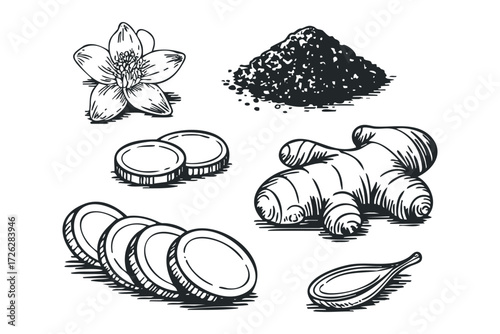 Ginger root with slices, flower, and heap of spices. Vector hand drawn illustration