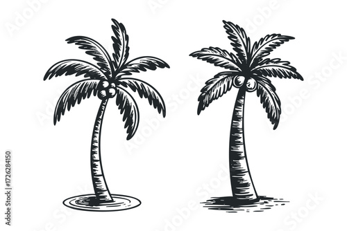 Two Palm Trees With Coconuts And Waves. Vector hand drawn illustration