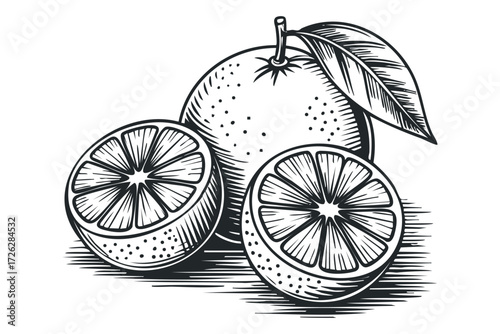 Whole and halved citrus fruit with leaf. Vector hand drawn illustration