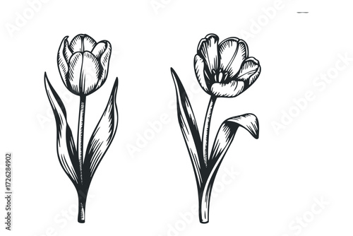 Two sketched tulips with stems and leaves. Vector hand drawn illustration