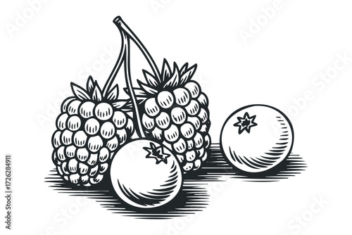 Black and white line drawing of ripe raspberries and blueberries. Vector hand drawn illustration