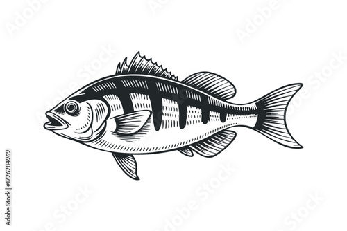 Freshwater Perch Fish Illustration. Vector hand drawn illustration