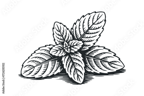 Black and White Sketch of Fresh Mint Leaves. Vector hand drawn illustration