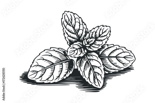 Black and White Sprig of Mint Leaves. Vector hand drawn illustration