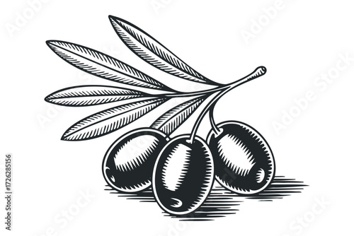 Engraving style olives on branch with leaves. Vector hand drawn illustration