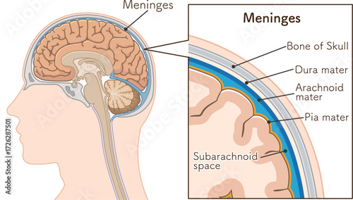 髄膜のイラスト　Meninges illustration