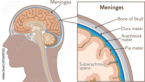 髄膜のイラスト　Meninges illustration