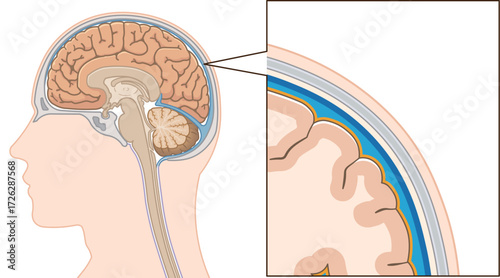 髄膜のイラスト　Meninges illustration