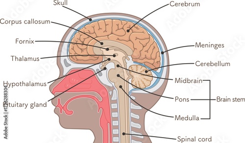 脳、大脳、脊髄、脳幹、小脳のイラスト brain、cerebrum、cerebellum、midbrain、pons、medulla、brain stem、illustration