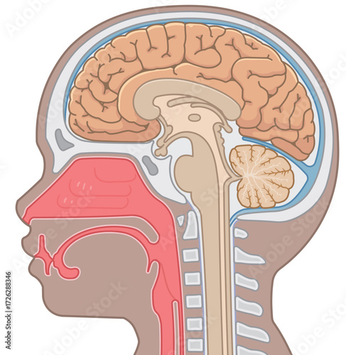 脳、大脳、脊髄、脳幹、小脳のイラスト brain、cerebrum、cerebellum、midbrain、pons、medulla、brain stem、illustration