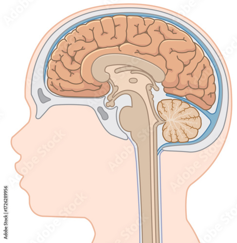 脳、大脳、脊髄、脳幹、小脳のイラスト brain、cerebrum、cerebellum、midbrain、pons、medulla、brain stem、illustration