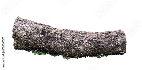 Tree bark isolated on white background