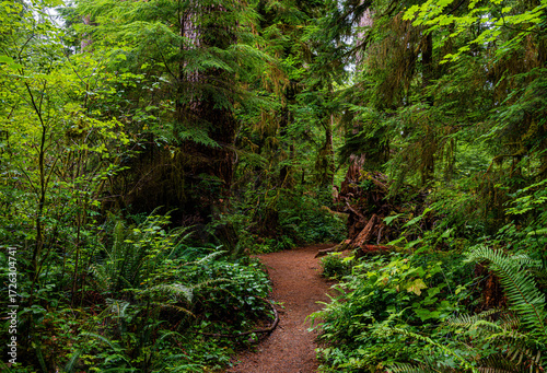 path through rain forest