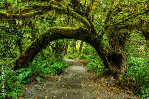 footpath in the forest