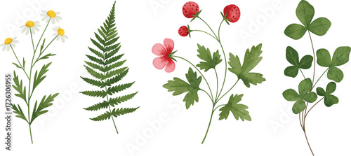 Watercolor botanical illustration featuring ferns flowers and berries on transparent background