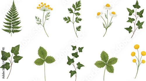 Variety of botanical illustrations featuring fern chamomile and ivy on transparent background