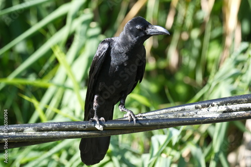 Malaysian Large-billed Crow on Wire in Natural Habitat