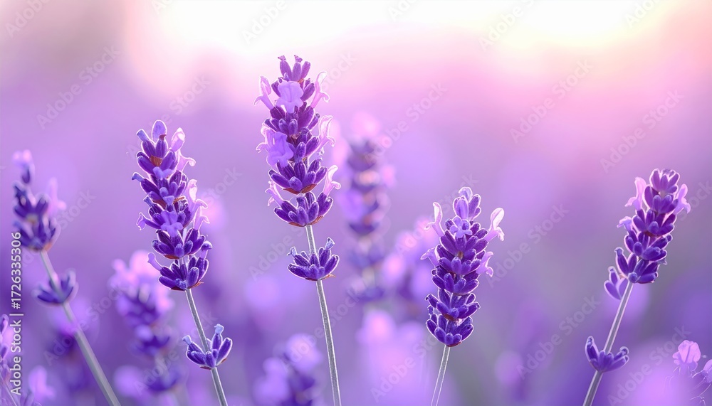 Naklejka premium Golden light bathes the purple lavender field at sunset, highlighting the delicate flowers in full summer bloom
