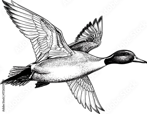 Soaring Duck, Detailed Line Art Illustration