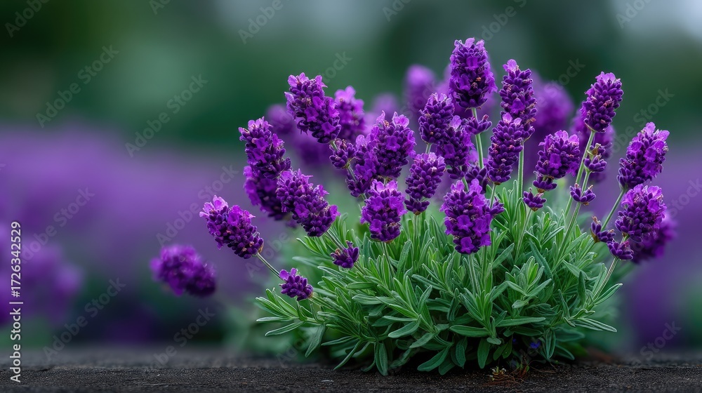 Fototapeta premium Vibrant Lavender Flowers with Dew Drops in Macro View Nature Blossom