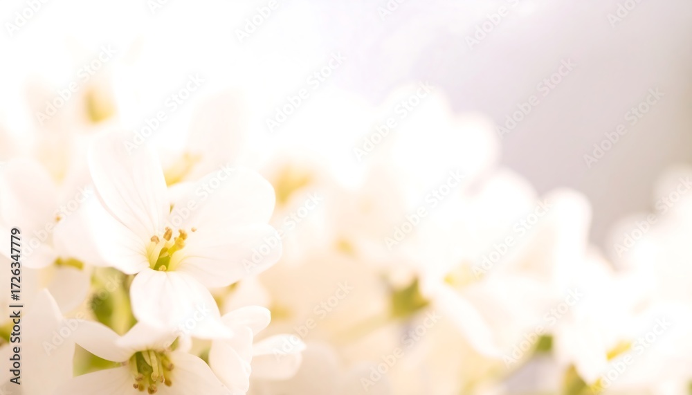 Fototapeta premium Soft focus image of white flowers