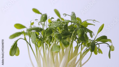 Wallpaper Mural Close-up view of vibrant, fresh microgreens with water droplets. Torontodigital.ca