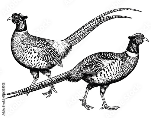 Two pheasants in profile view, detailed line art
