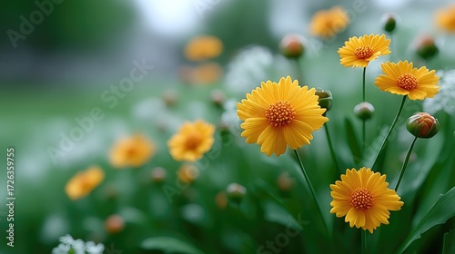 Vibrant Yellow Coreopsis Flowers in Bloom with Dew Drops in a Field Lush Greenery and Soft Focus Background