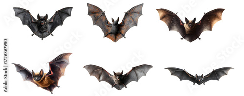 Flying bats set isolated on a transparent PNG background, white background, cut out