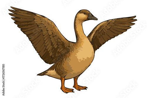 Anser cygnoides domesticus illustration