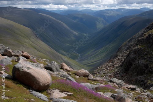 Mountain Valley Landscape with Purple Wildflowers and Rocks