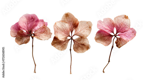 Three delicate dried pink and brown flowers isolated on transparent background