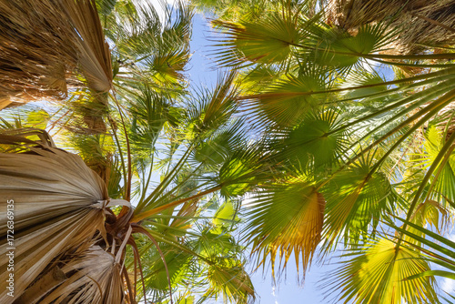 Looking Up Through a Desert Palm Urban Tree Canopy in Palm Springs, California