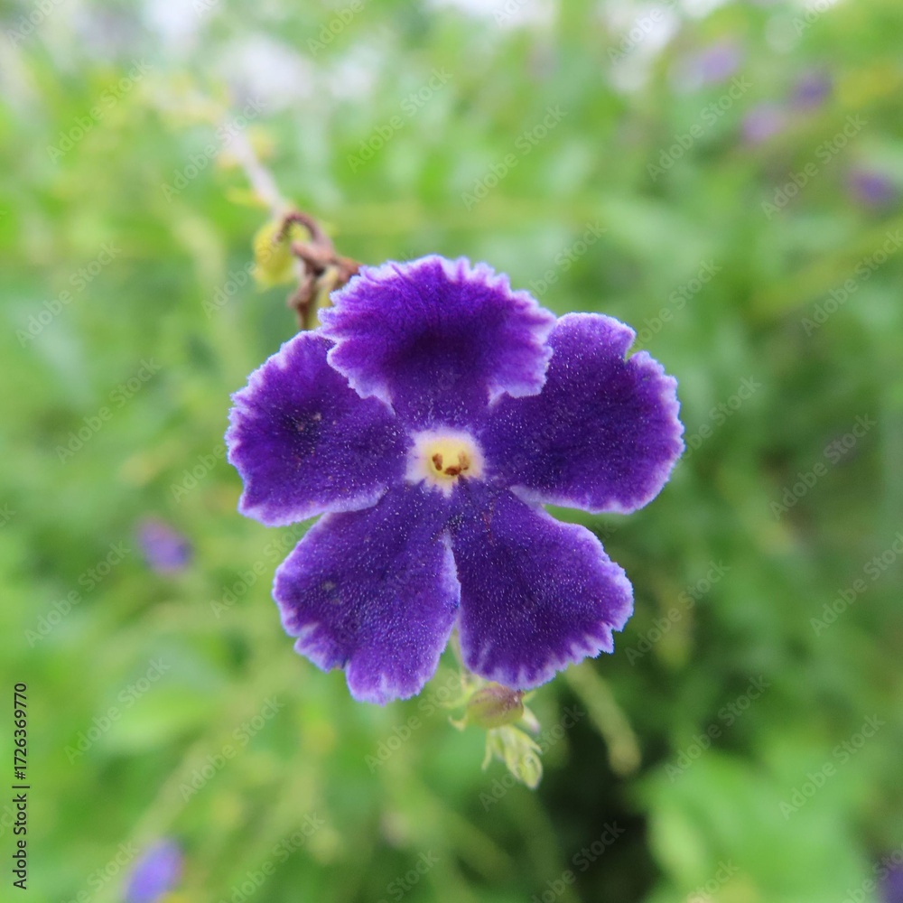 Obraz premium 日本で秋にデュランタが紫色の花を咲かせています