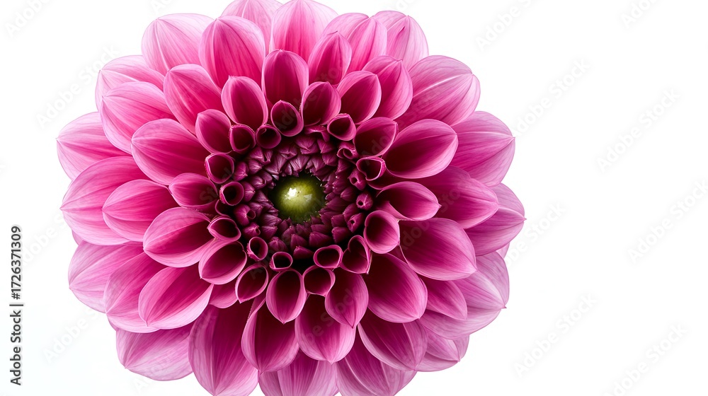 Fototapeta premium Closeup shot of a vibrant pink dahlia blossom with a detailed center on white