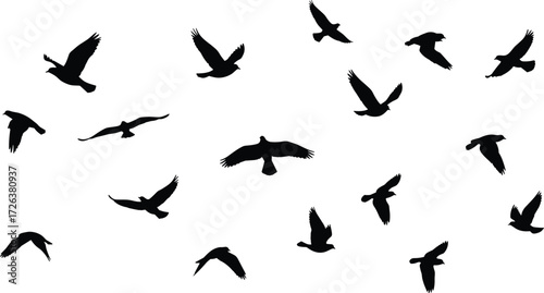 Flying birds silhouette flock in sky isolated on white background, group of migratory birds flying together freedom concept, nature wildlife wallpaper graphic