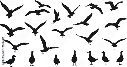 Seagull silhouette collection, flying birds vector, seabird artwork, coastal wildlife illustration, ocean gulls, perched bird design, marine animal, nature art
