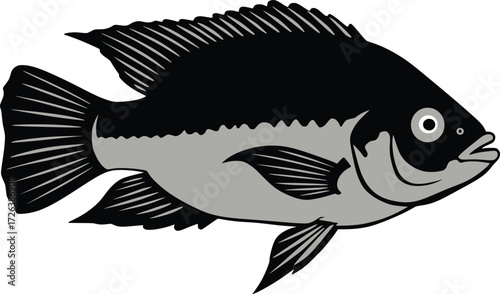 Tilapia Fish Vector Illustration
