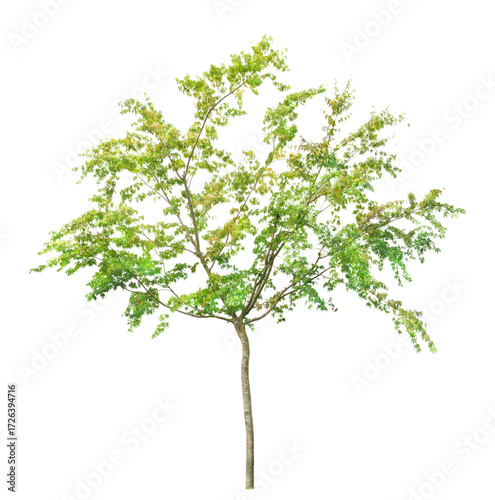 イロハモミジ　7月撮影