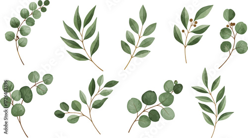 Watercolor eucalyptus leaves and branches arrangement botanical illustration on transparent background