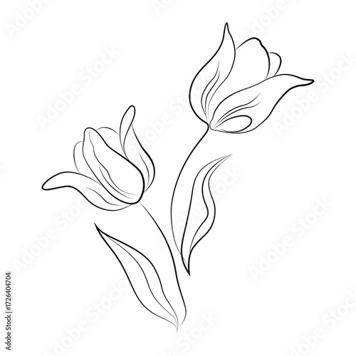 Elegant Tulip Line Art Illustration Isolated on White Background for Creative Floral Designs and Spring Inspired Graphics