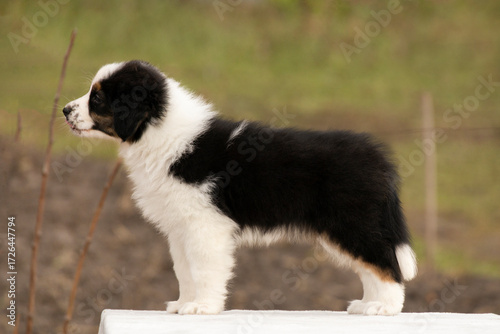 Tricolor Aussie puppy standing on table. Training puppy.