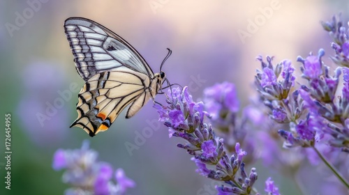 butterfly on lavender close up, purple flowers, delicate wings, realistic macro style, natural lighting